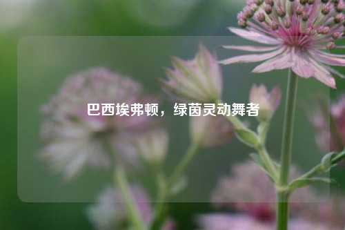 巴西埃弗顿,绿茵灵动舞者